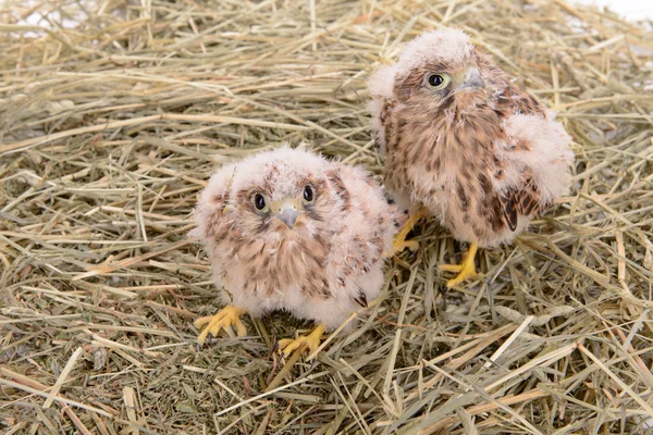 Giovane uccello falco — Foto Stock