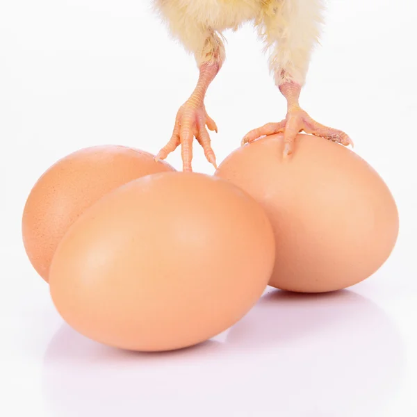 Yumurta ve tavuk budu — Stok fotoğraf