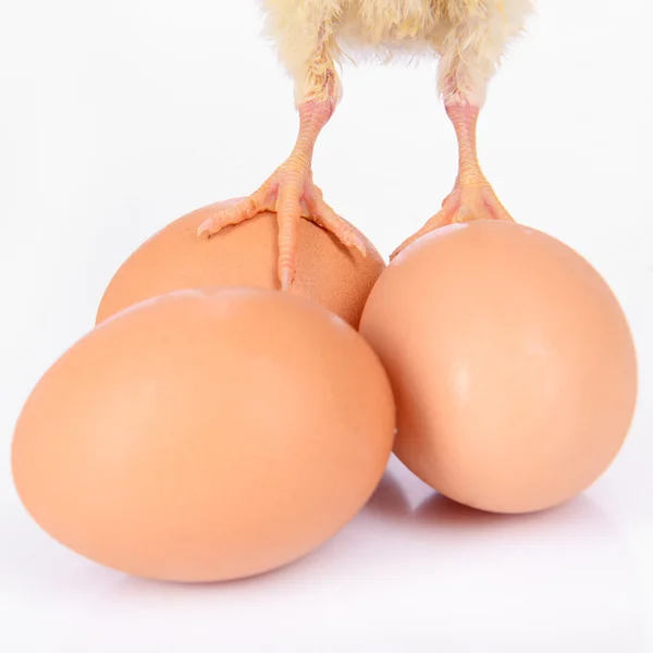 Eggs and chicken legs — Stock Photo, Image