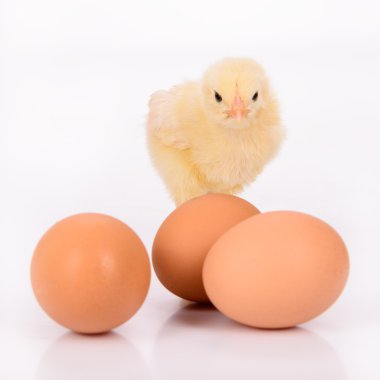 eggs and chicken clipart