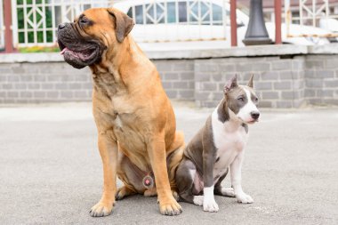 iki oturur köpekler