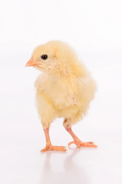 Lindo poco pollo —  Fotos de Stock