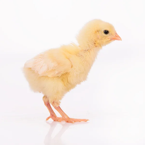Sevimli küçük tavuk — Stok fotoğraf