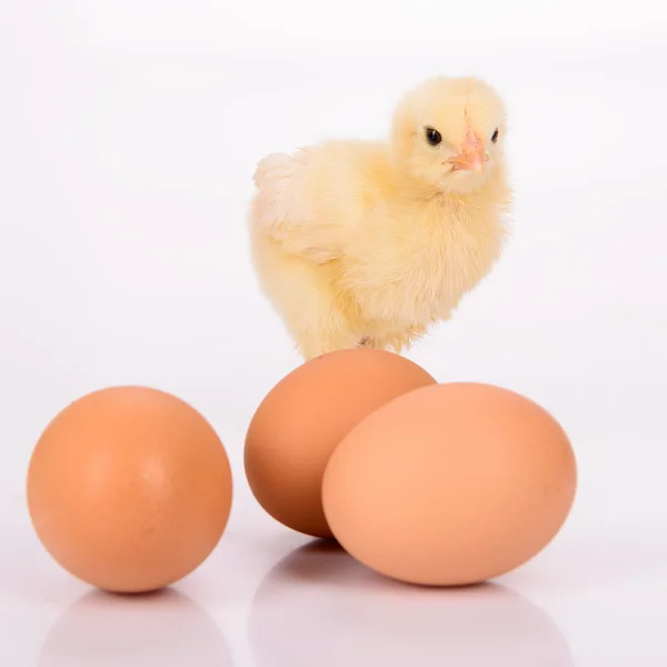 Ovos e frango — Fotografia de Stock