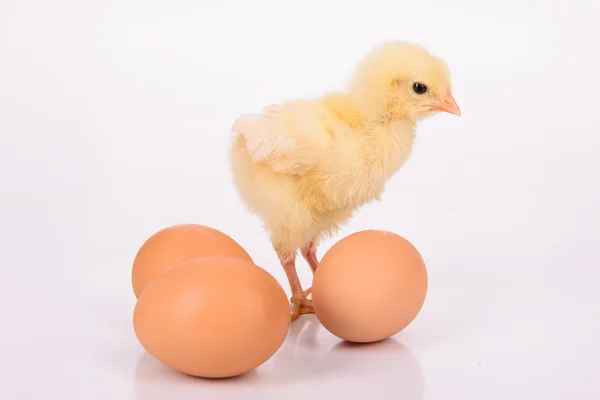 Ovos e frango — Fotografia de Stock