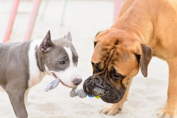 Dois cães jogar — Fotografia de Stock