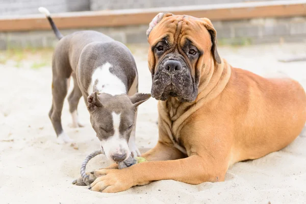 Deux chiens jouent — Photo