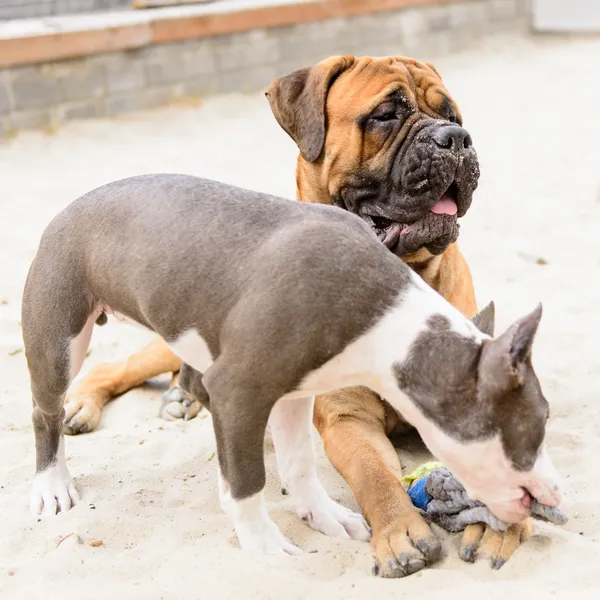 Deux chiens jouent — Photo