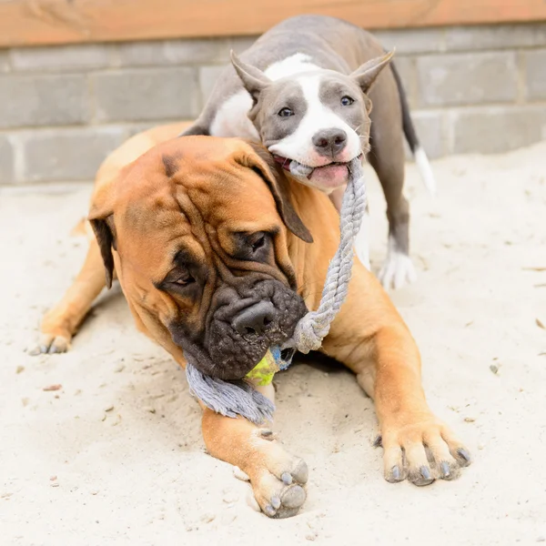 Dos perros juegan — Foto de Stock