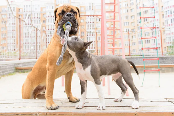 Two dogs play — Stock Photo, Image