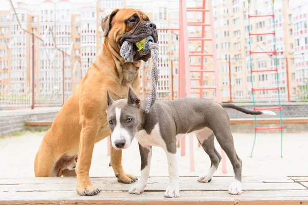 Due cani giocano — Foto Stock