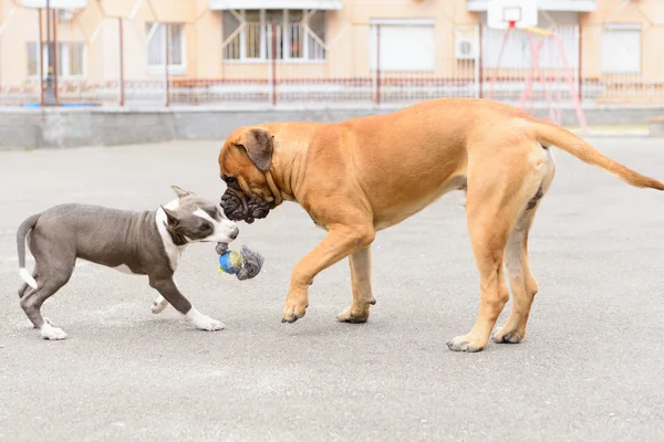 Deux chiens jouent — Photo