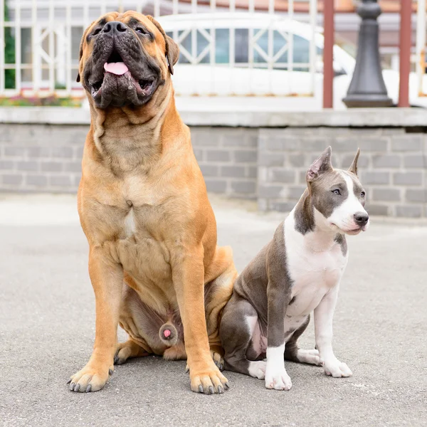 Iki oturur köpekler — Stok fotoğraf