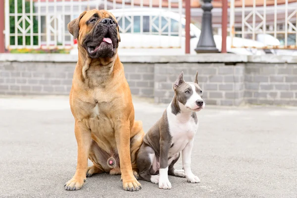 Dois cães senta-se — Fotografia de Stock