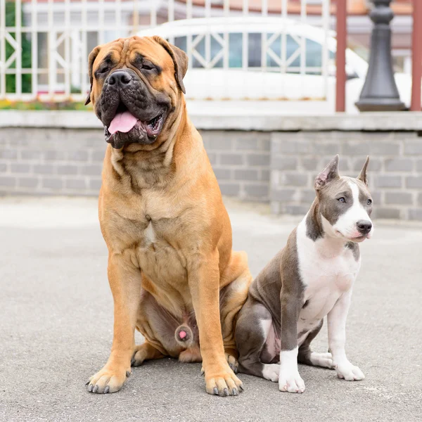 Dois cães senta-se — Fotografia de Stock