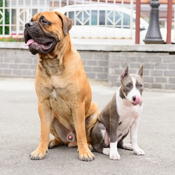 Iki oturur köpekler — Stok fotoğraf