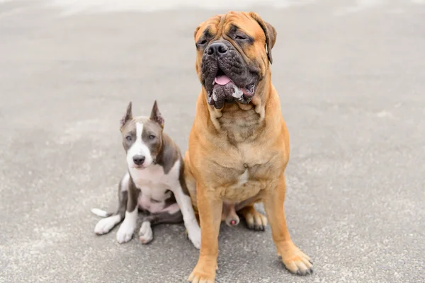 Zwei Hunde sitzen — Stockfoto