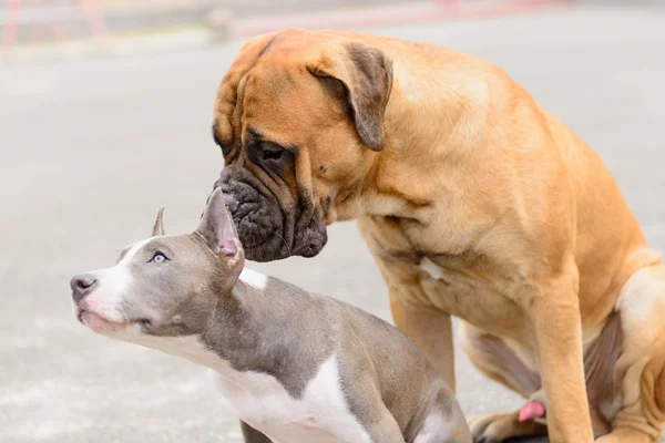 Iki köpek oyna — Stok fotoğraf