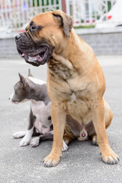 Iki oturur köpekler — Stok fotoğraf