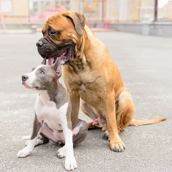 Iki oturur köpekler — Stok fotoğraf