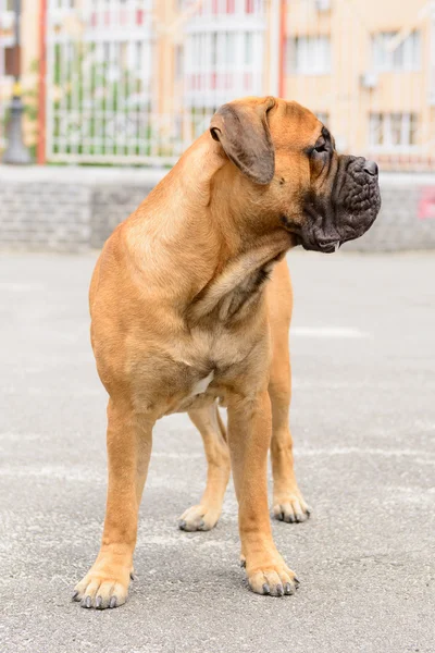 Junior bullmastiff dog — Stock Photo, Image