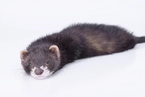 Kleine knaagdieren ferret — Stockfoto