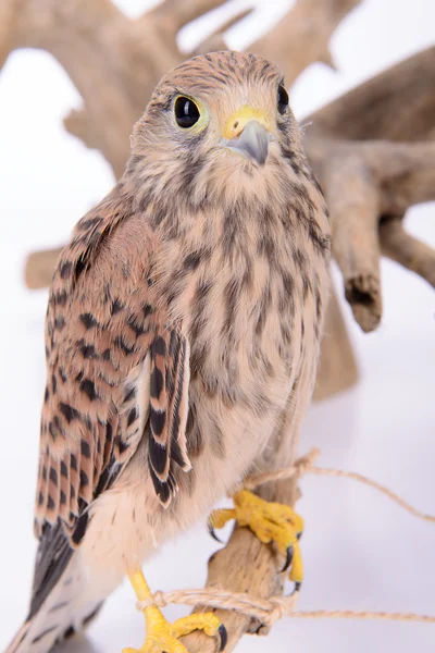 Jeune poussin faucon — Photo