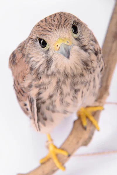 Young chick hawk — Stock Photo, Image