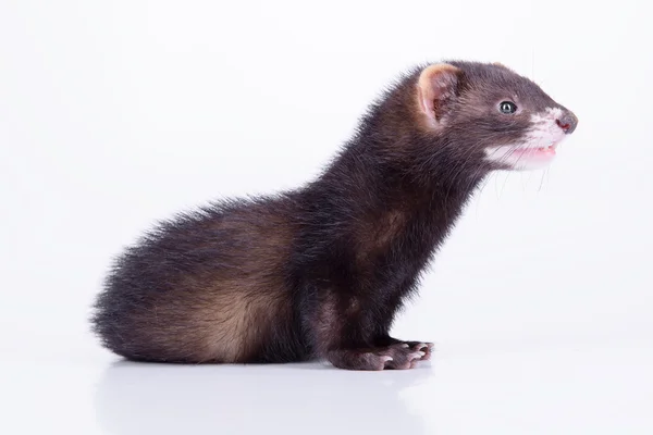 Kleines Nager-Frettchen — Stockfoto