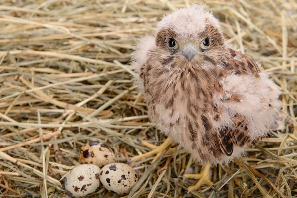 Jeune faucon oiseau — Photo