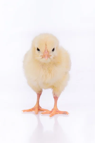 Mignon petit poulet — Photo