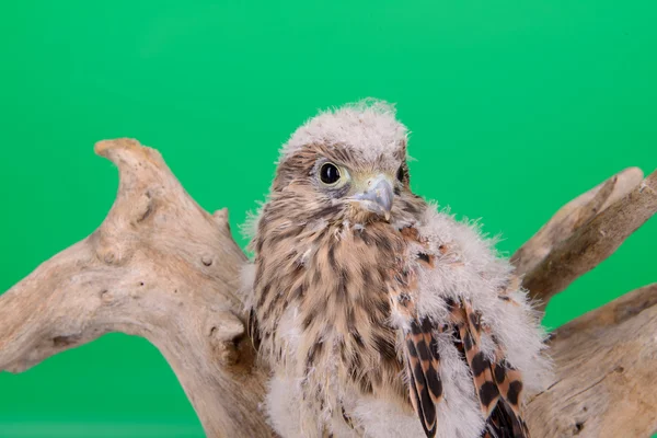 Mladá holka jestřáb — Stock fotografie