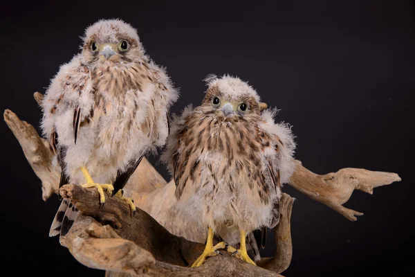 Giovane pulcino falco — Foto Stock