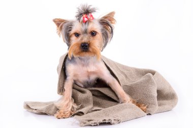 Yorkshire Terrier köpeği.