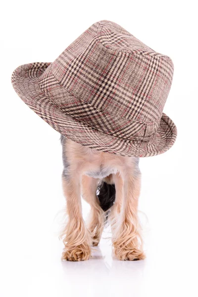 Stand di yorkshire terrier — Foto Stock
