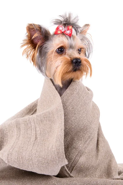 Yorkshire Terrier köpeği. — Stok fotoğraf