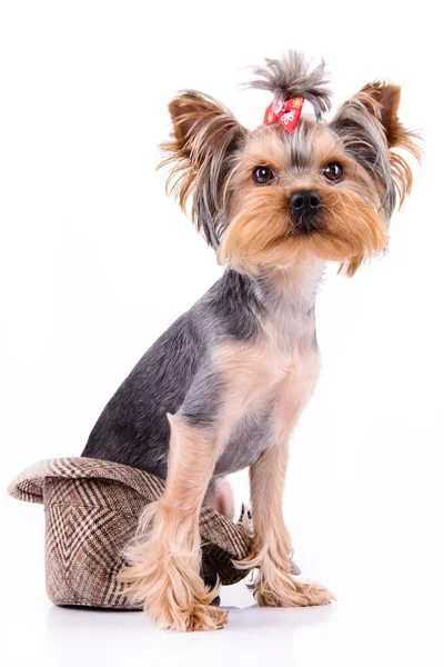 Yorkshire terrier assis — Photo
