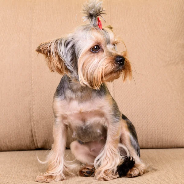 Yorkshire terrier siedzieć — Zdjęcie stockowe