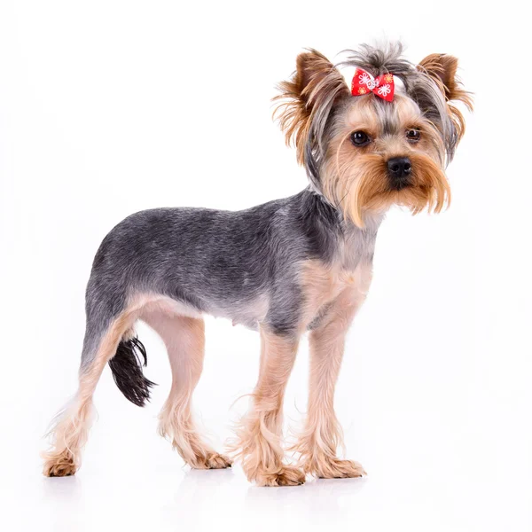 Yorkshire terrier standı — Stok fotoğraf