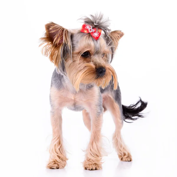 Stoisko Yorkshire terrier — Zdjęcie stockowe