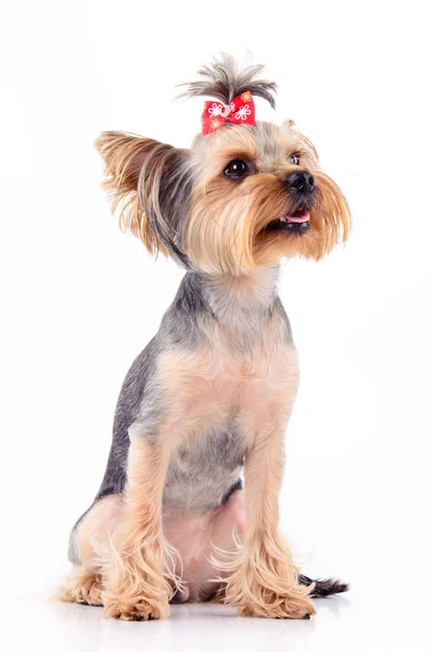 Yorkshire terrier assis — Photo