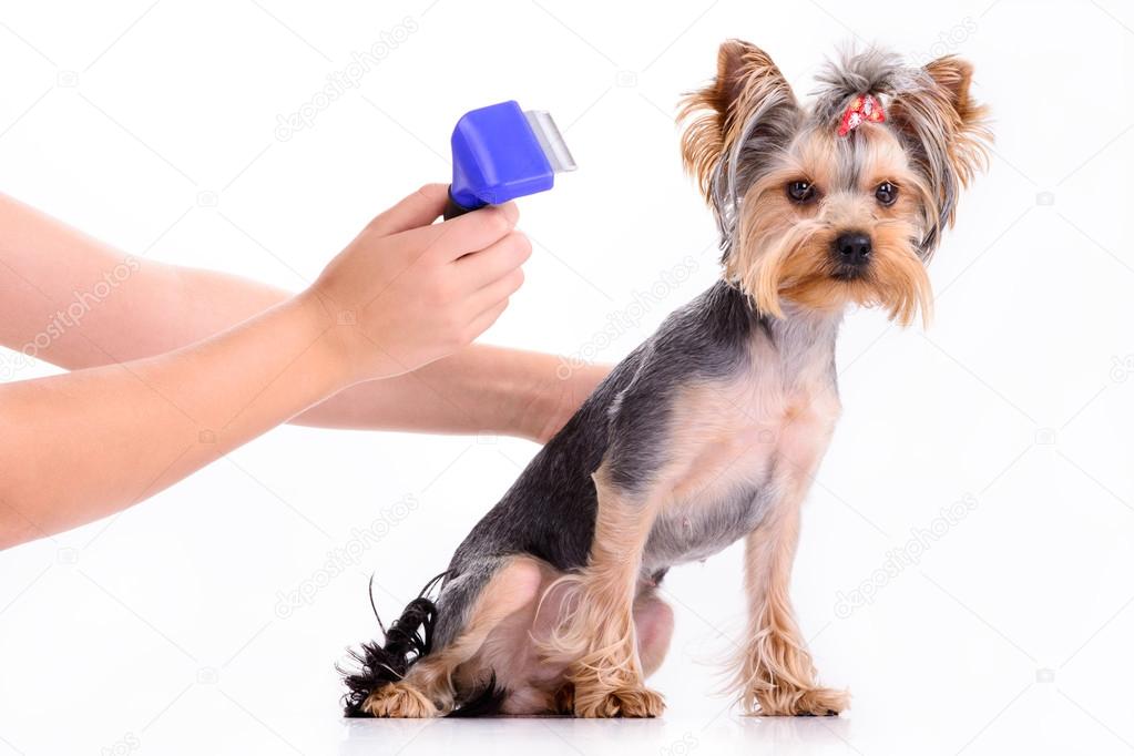 do dachshund dogs shed