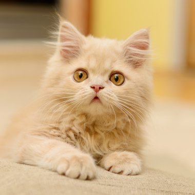 kabarık Farsça kedi