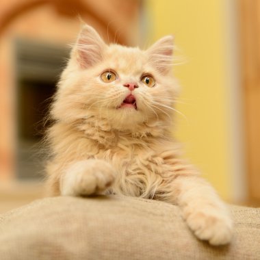 kabarık Farsça kedi