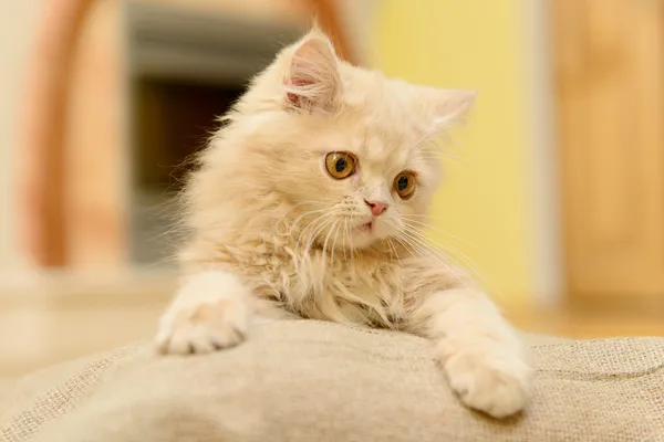 Pluizig persian kitten — Stockfoto