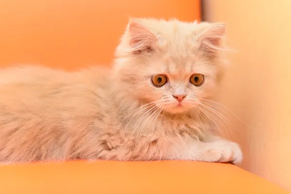Puszysty kotek Perski — Zdjęcie stockowe