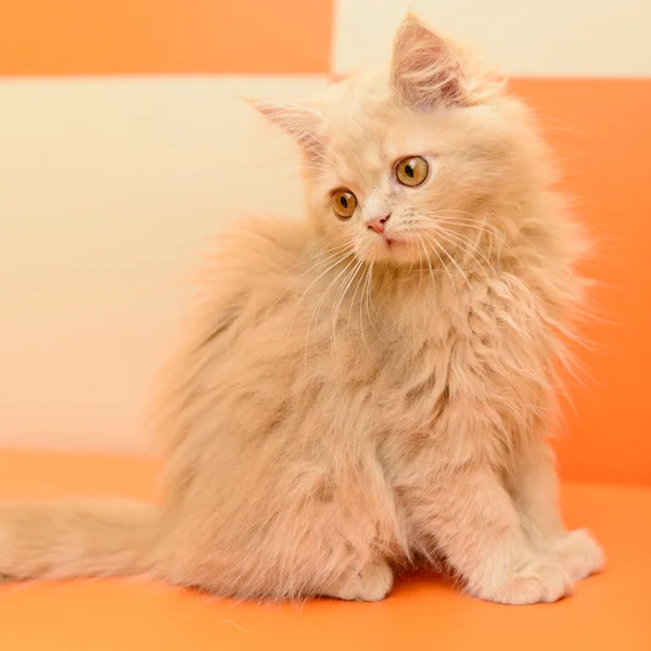 Fluffy Persian kitten — Stock Photo, Image