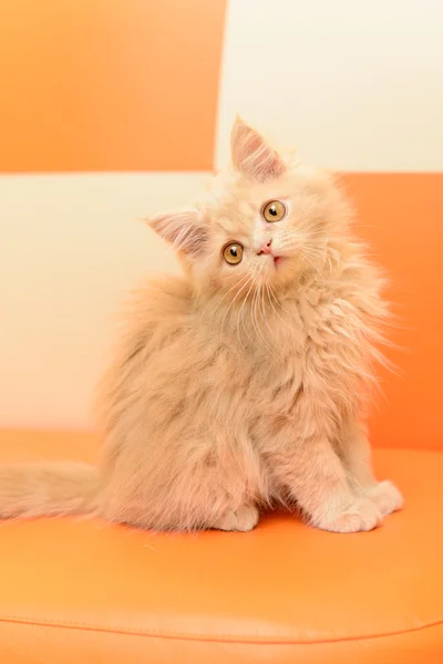 Flauschiges persisches Kätzchen — Stockfoto
