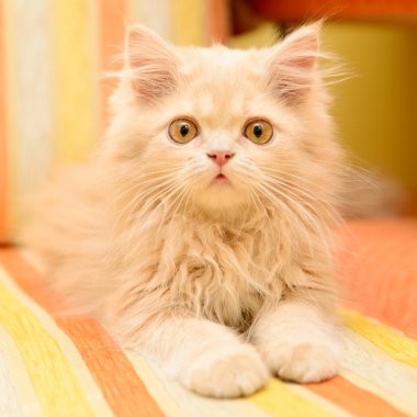 kabarık Farsça kedi