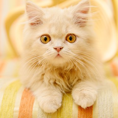 kabarık Farsça kedi